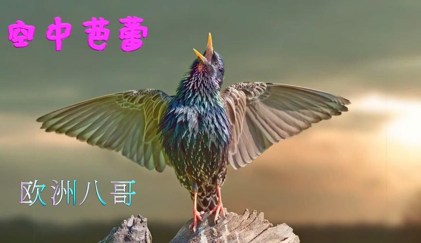 八哥视频高清在线观看_想看八哥影视_八哥电视免费高清视频